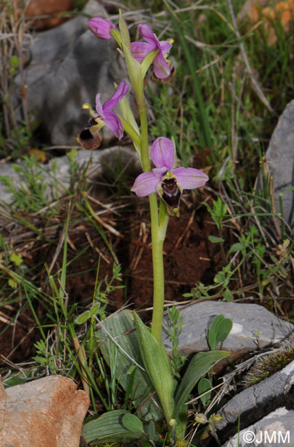 Ophrys leochroma