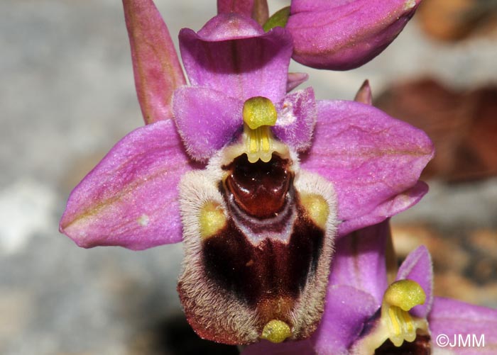 Ophrys leochroma