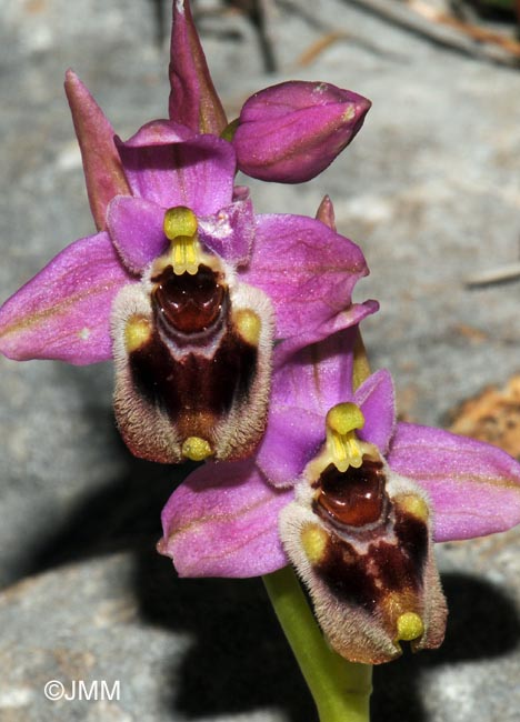 Ophrys leochroma