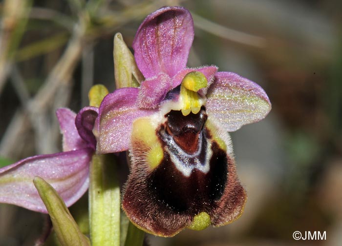 Ophrys leochroma