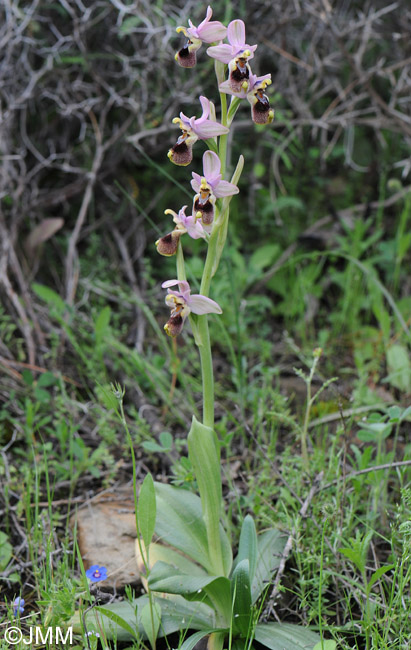 Ophrys leochroma