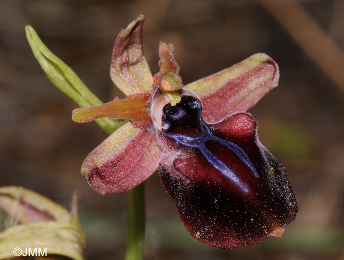 Ophrys mammosa