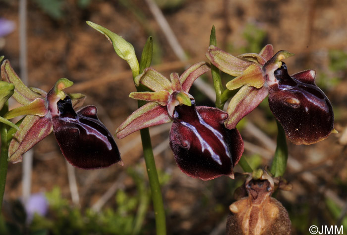 Ophrys mammosa