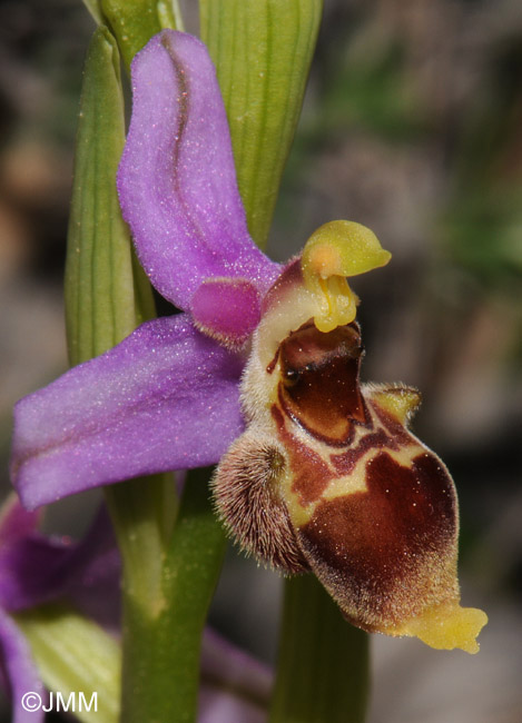 Ophrys minutula