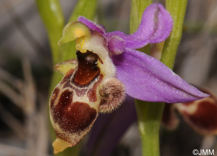 Ophrys minutula