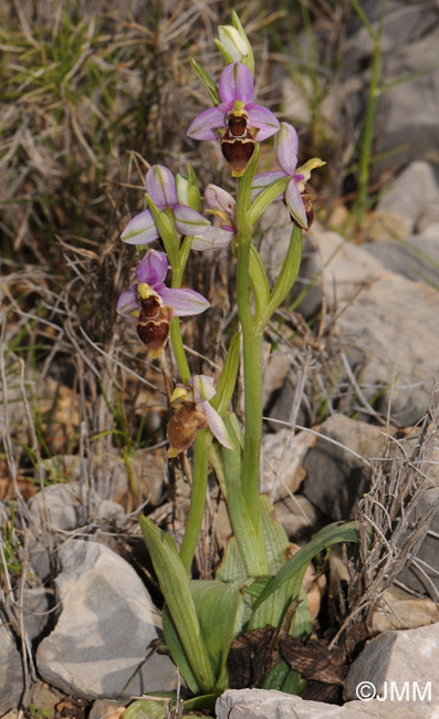 Ophrys minutula