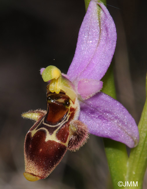 Ophrys orphanidea 