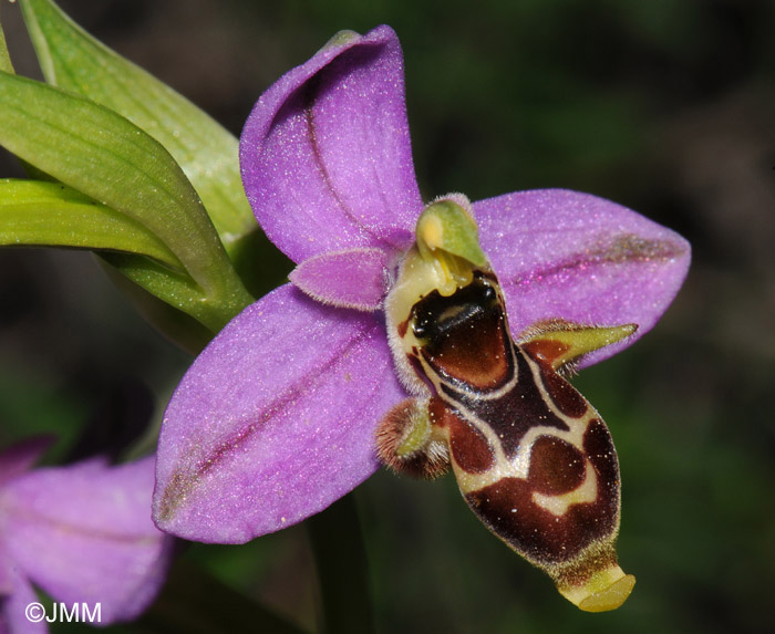 Ophrys orphanidea 