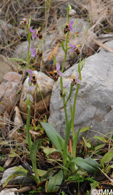 Ophrys orphanidea 