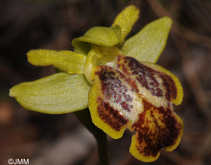 Ophrys parosica