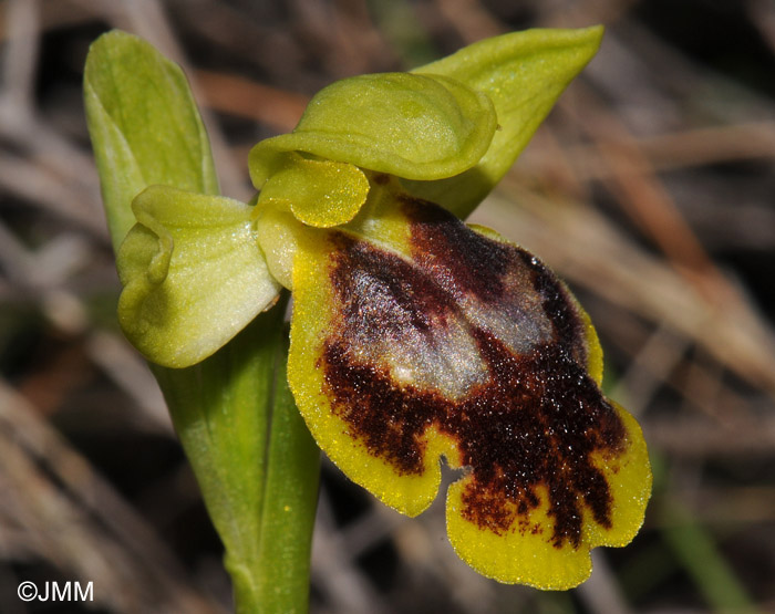 Ophrys parosica