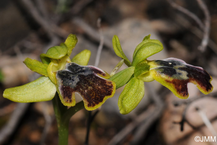 Ophrys parosica