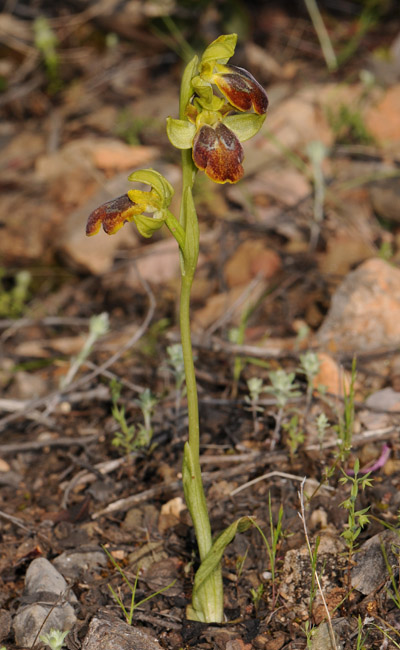 Ophrys parosica