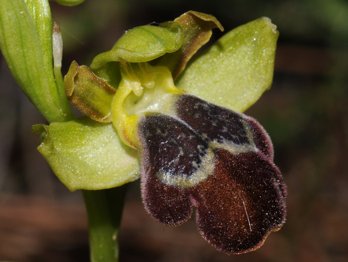 Ophrys pelinaea