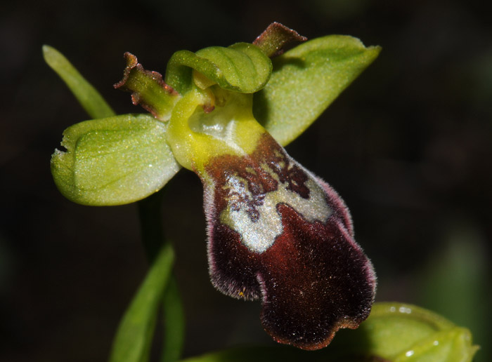 Ophrys pelinaea