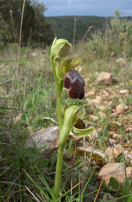 Ophrys pelinaea