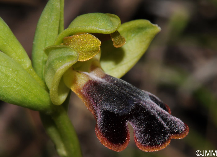 Ophrys persephonae