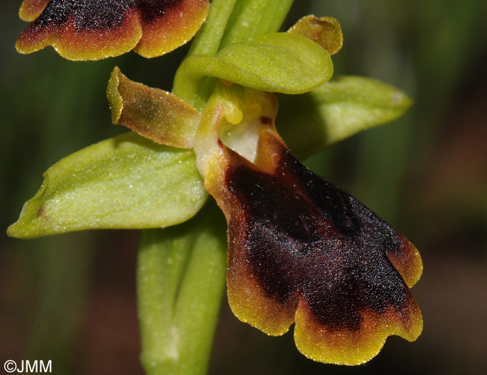 Ophrys persephonae