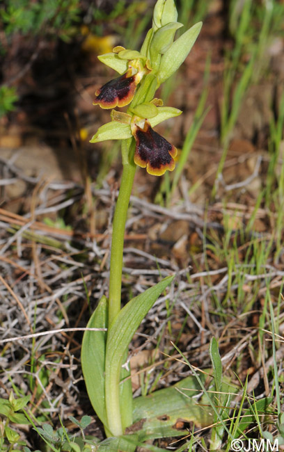Ophrys persephonae 