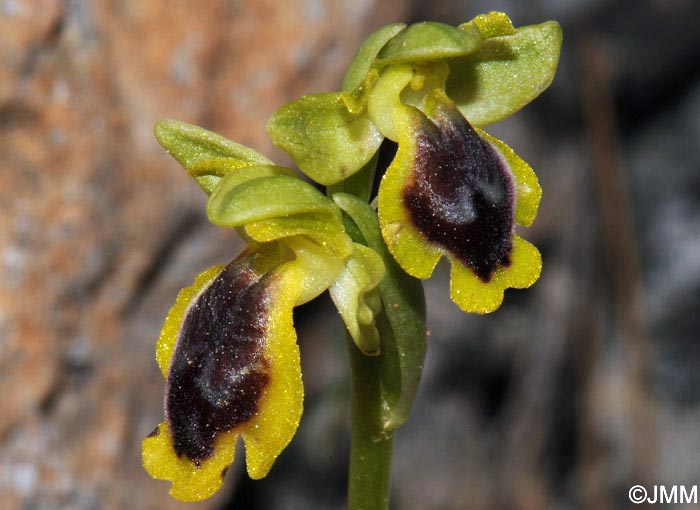 Ophrys phryganae