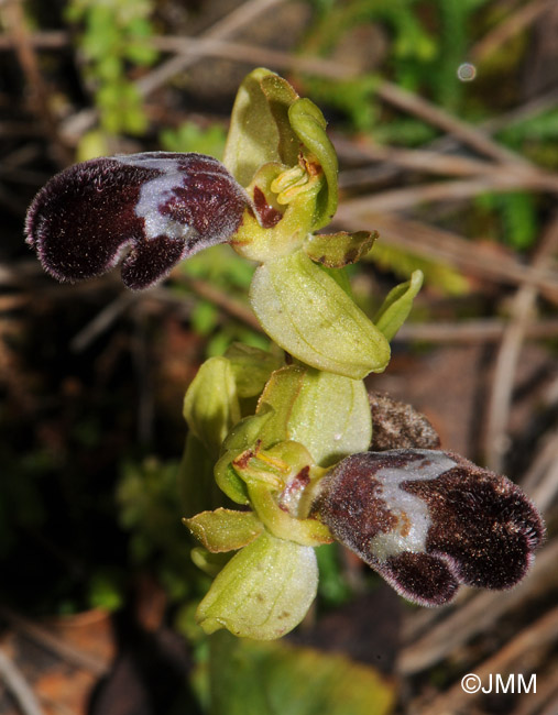 Ophrys polycratis