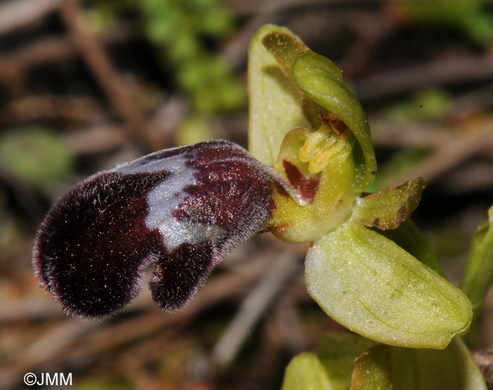 Ophrys polycratis