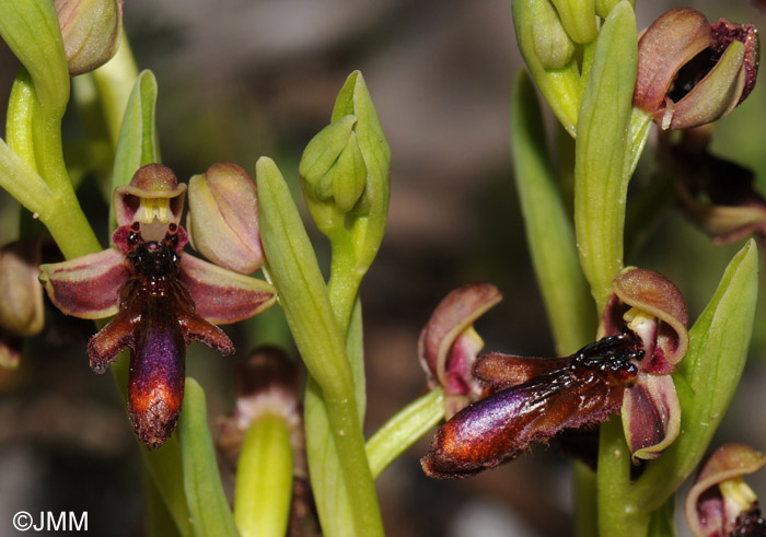 Ophrys regis-ferdinandii