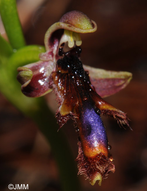 Ophrys regis-ferdinandii