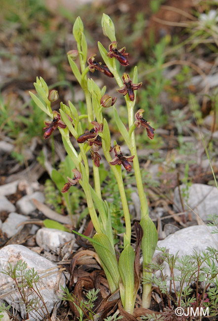 Ophrys regis-ferdinandii