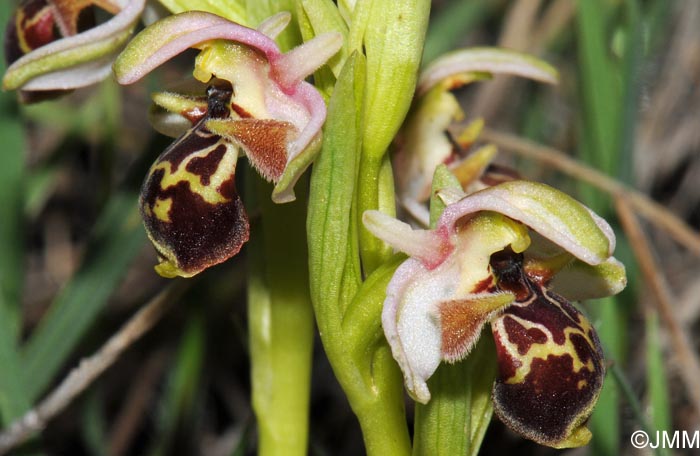 Ophrys umbilicata