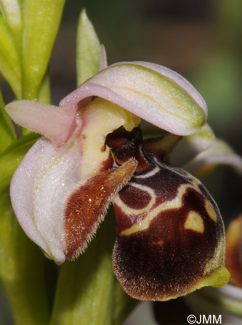 Ophrys umbilicata