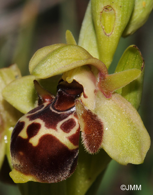 Ophrys umbilicata