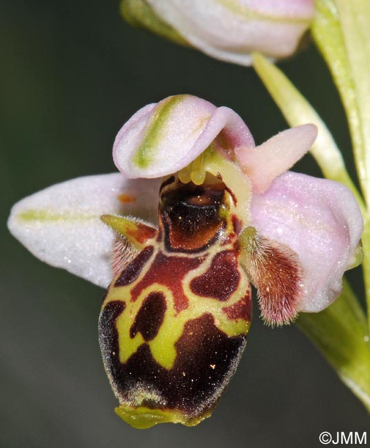 Ophrys umbilicata