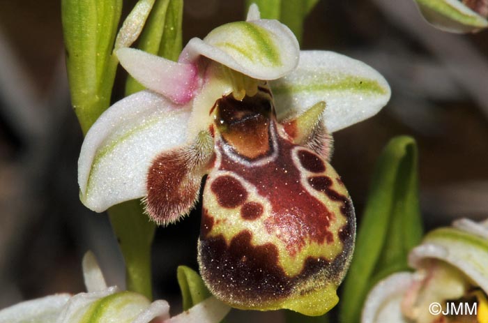 Ophrys umbilicata