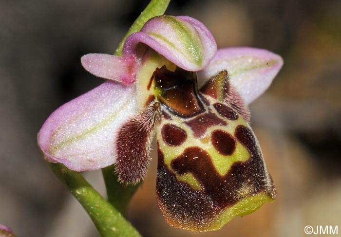 Ophrys umbilicata