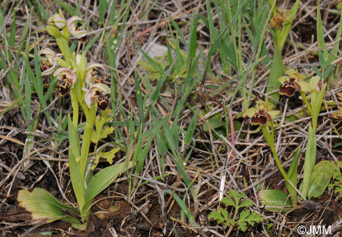 Ophrys umbilicata