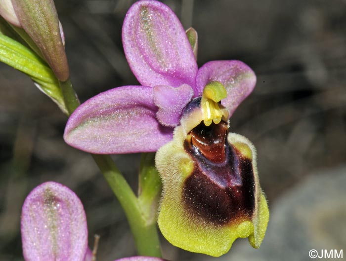 Ophrys villosa