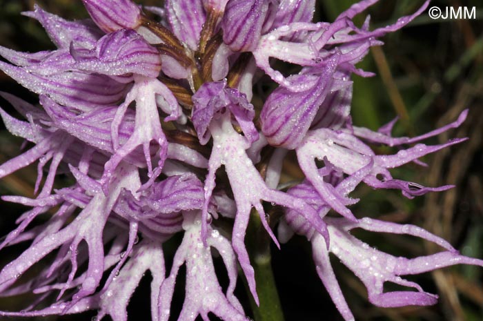 Orchis italica