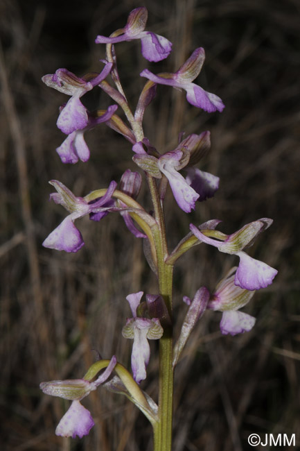 Orchis picta var. caucasica