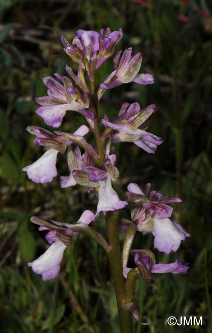 Orchis picta var. caucasica