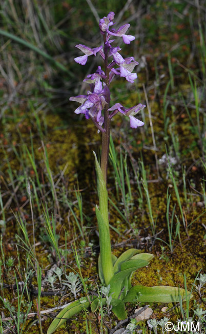 Orchis picta var. caucasica