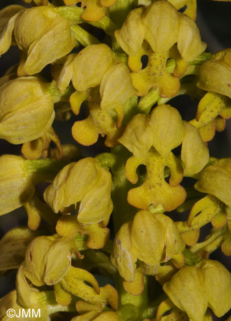 Orchis punctulata