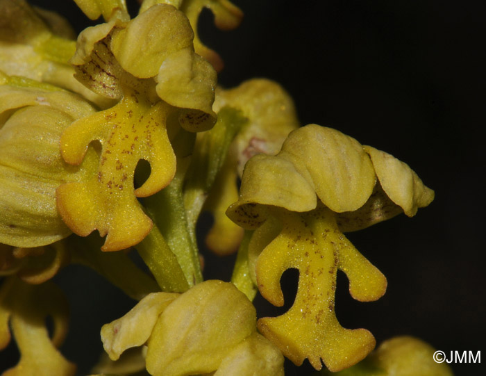 Orchis punctulata 