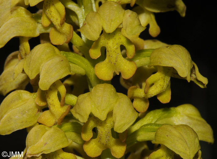 Orchis punctulata