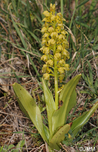 Orchis punctulata