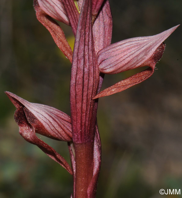 Serapias bergonii