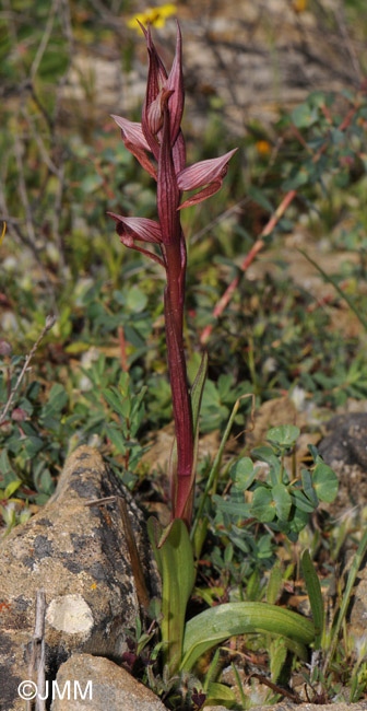 Serapias bergonii