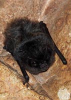 Barbastellus barbastella