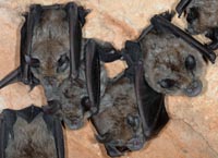 Rhinolophus ferrumequinum