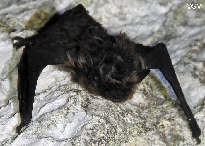 Eptesicus nilssonii